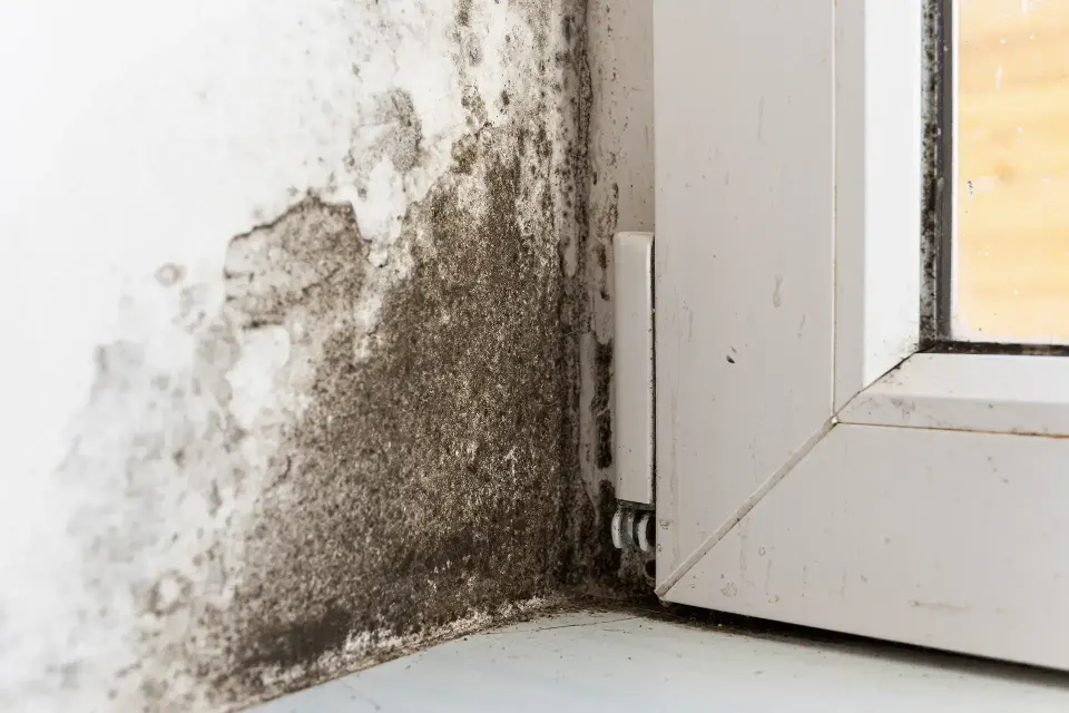 Water Damage Logan